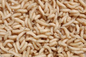 Maggots